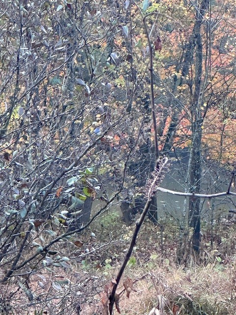 Blue-gray Gnatcatcher - ML644928816