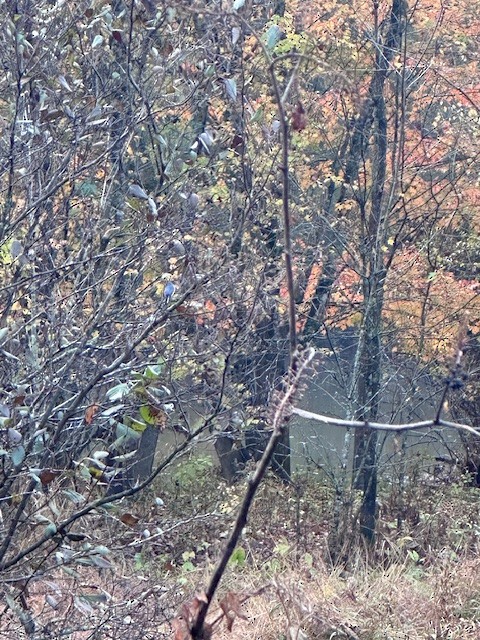 Blue-gray Gnatcatcher - ML644928817