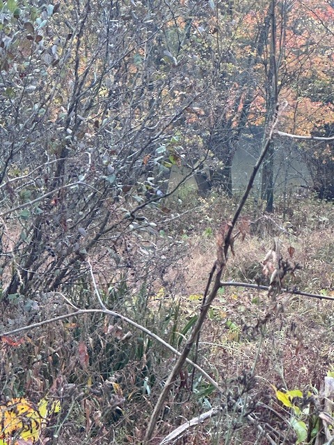 Blue-gray Gnatcatcher - ML644928818