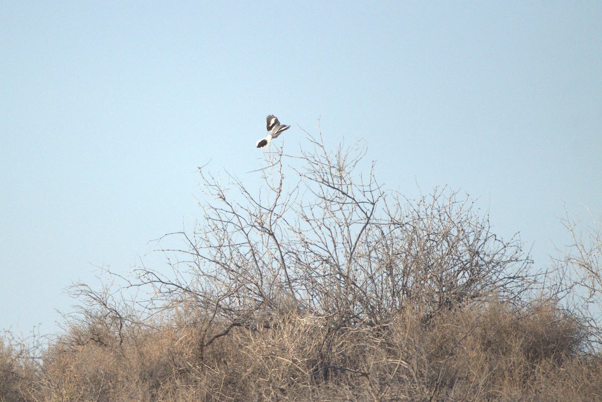 חנקן גדול - ML644928834