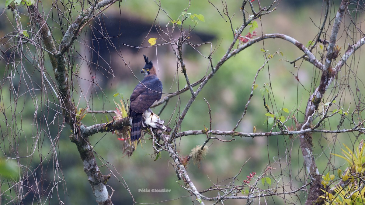 アカエリクマタカ - ML644928835