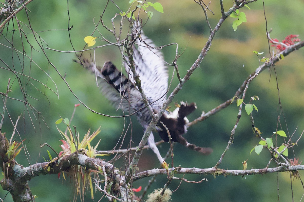 アカエリクマタカ - ML644928837