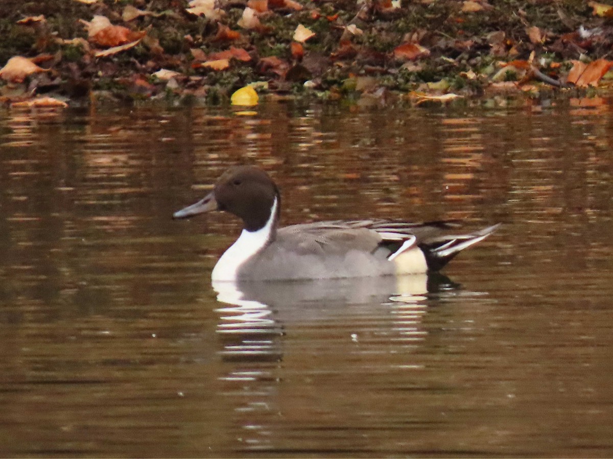 Northern Pintail - ML644928897