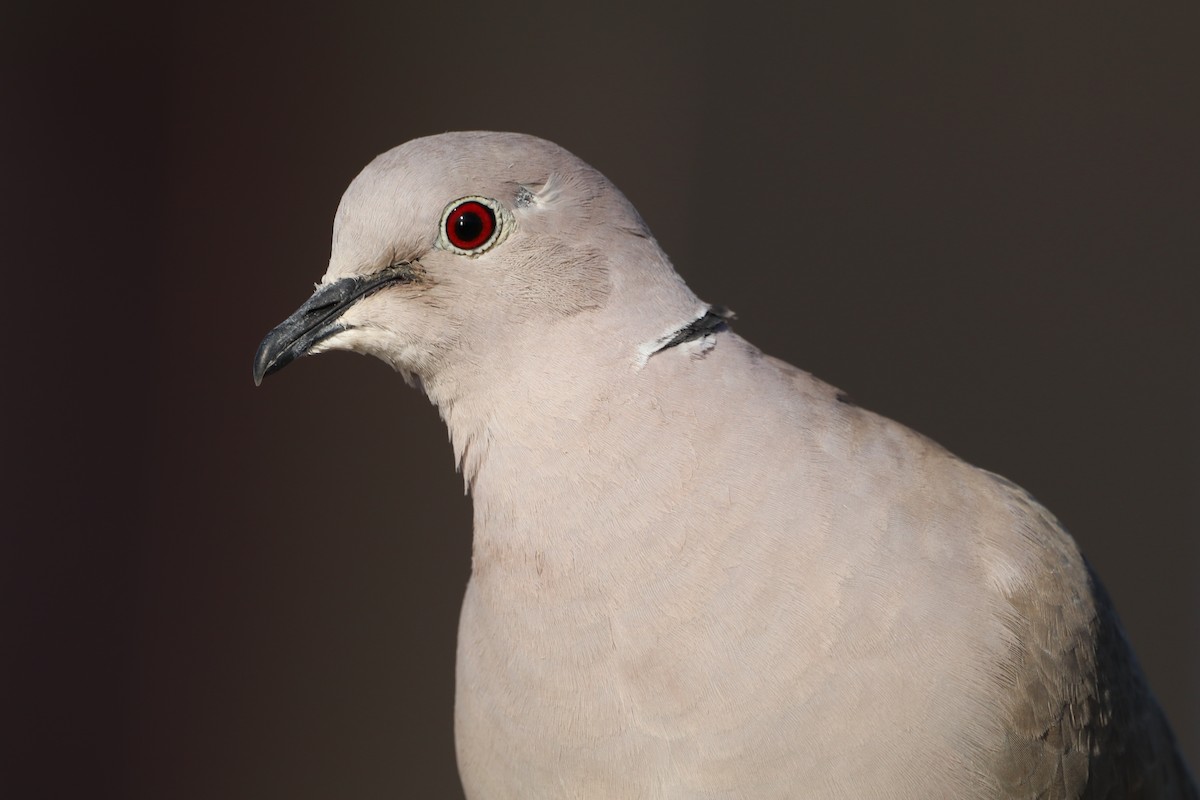 Eurasian Collared-Dove - ML644928898