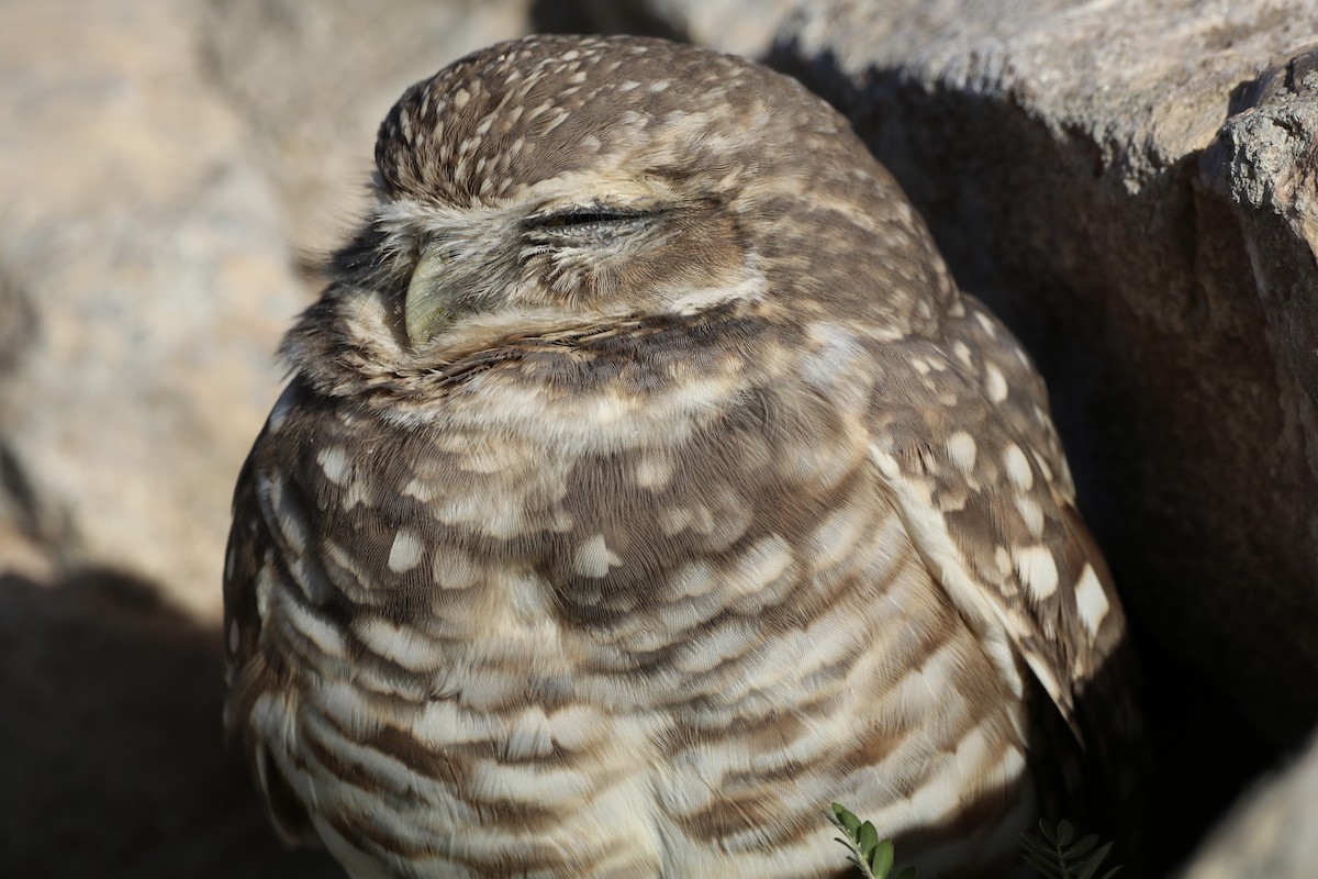 Burrowing Owl - ML644928904