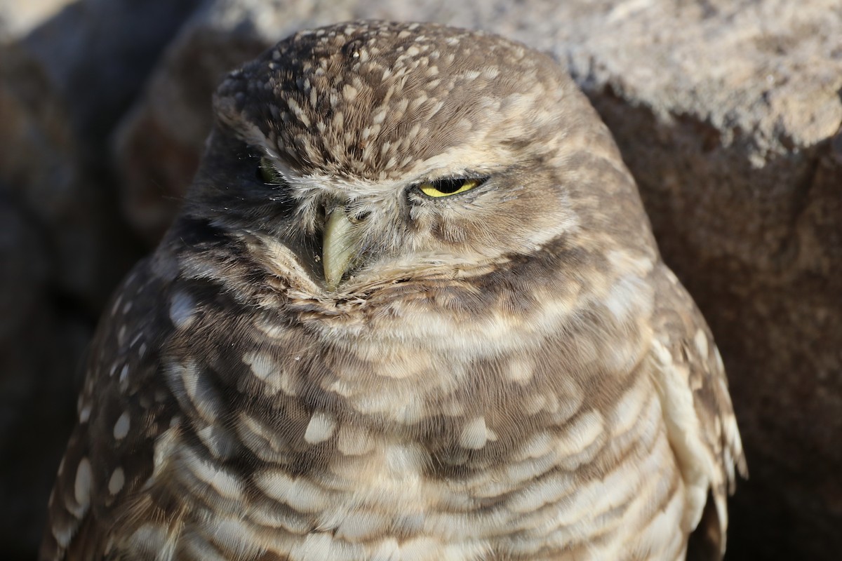 Burrowing Owl - ML644928908