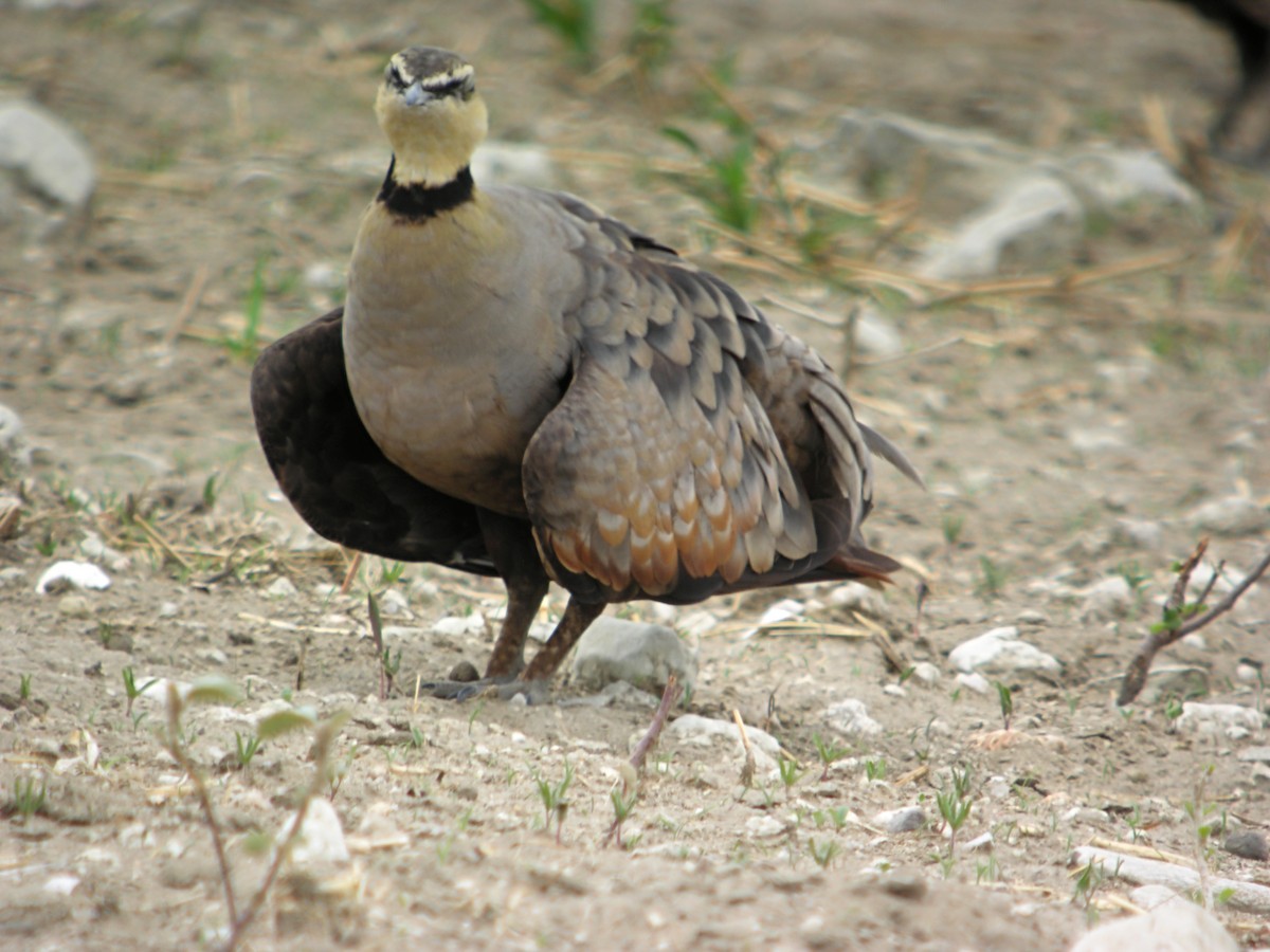 Рябок жовтогорлий - ML644928912