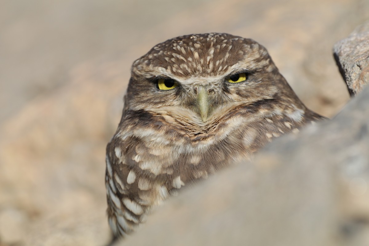 Burrowing Owl - ML644928913