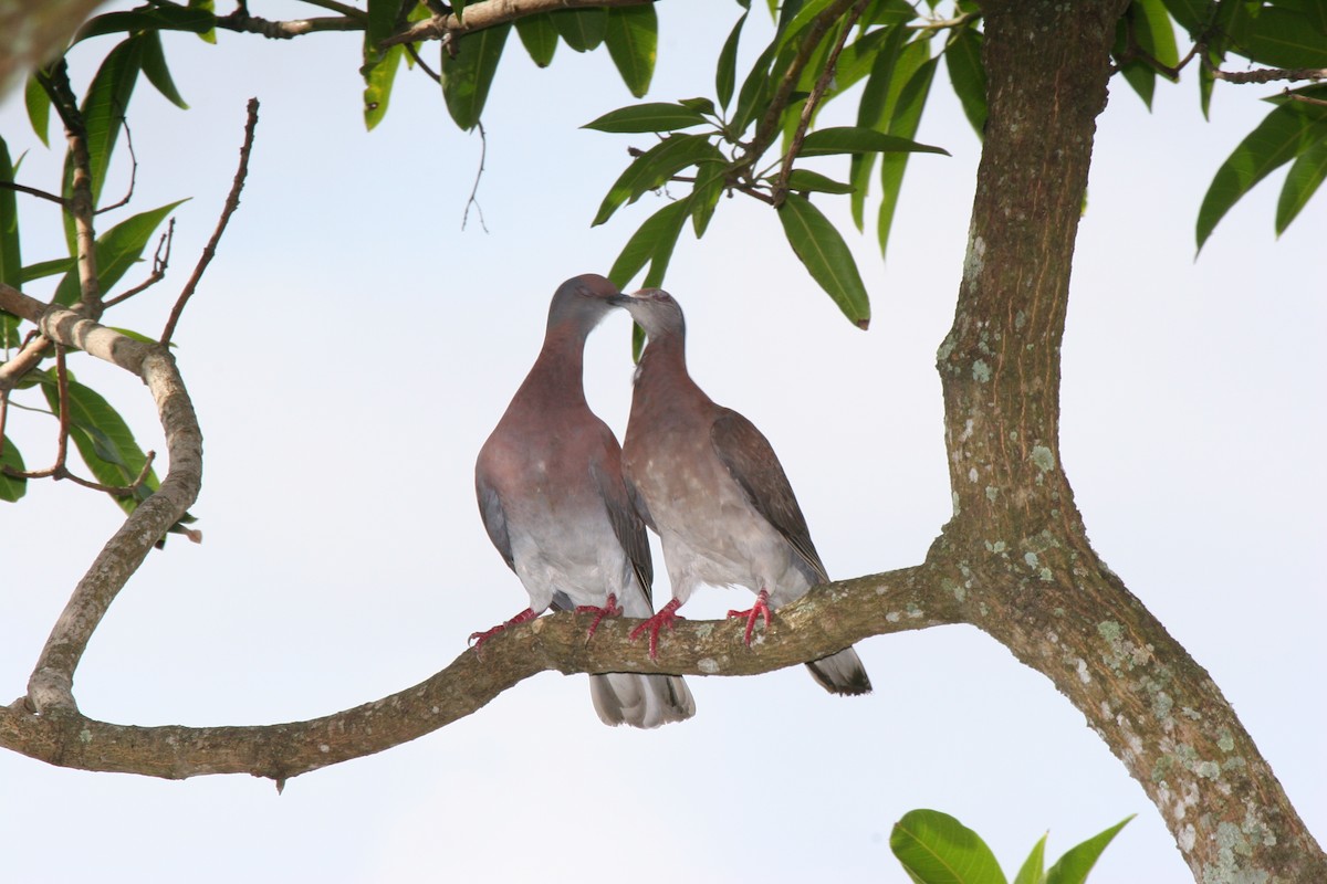 Paloma Colorada - ML644928915