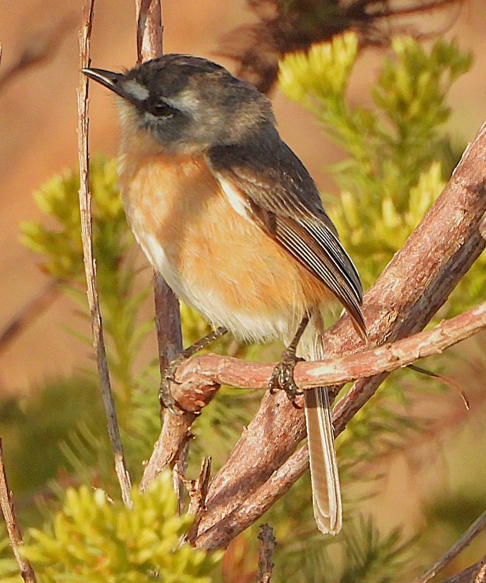 Gray-backed Tachuri - ML644928921