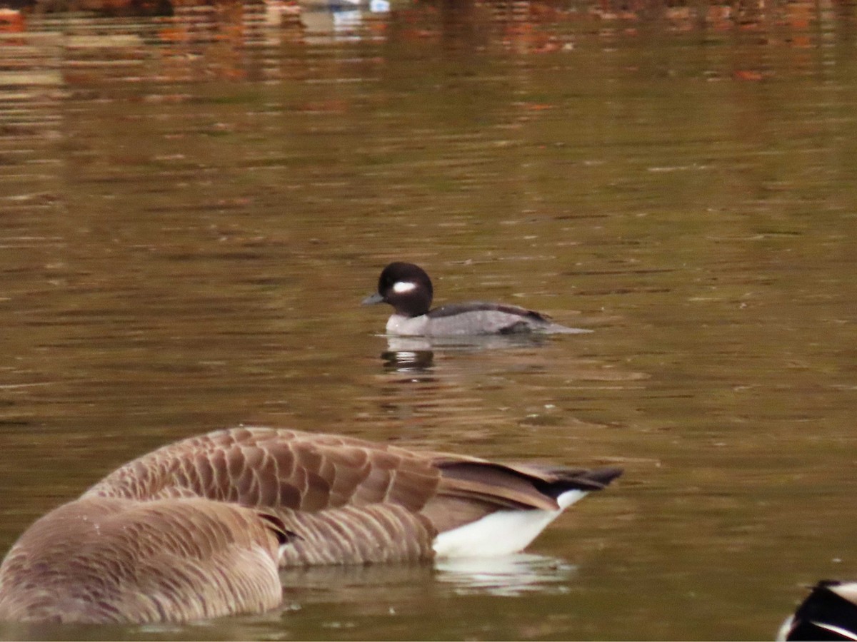 Bufflehead - ML644928923