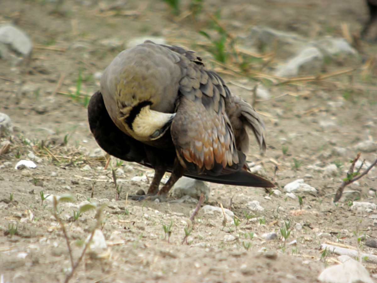 Рябок жовтогорлий - ML644928927