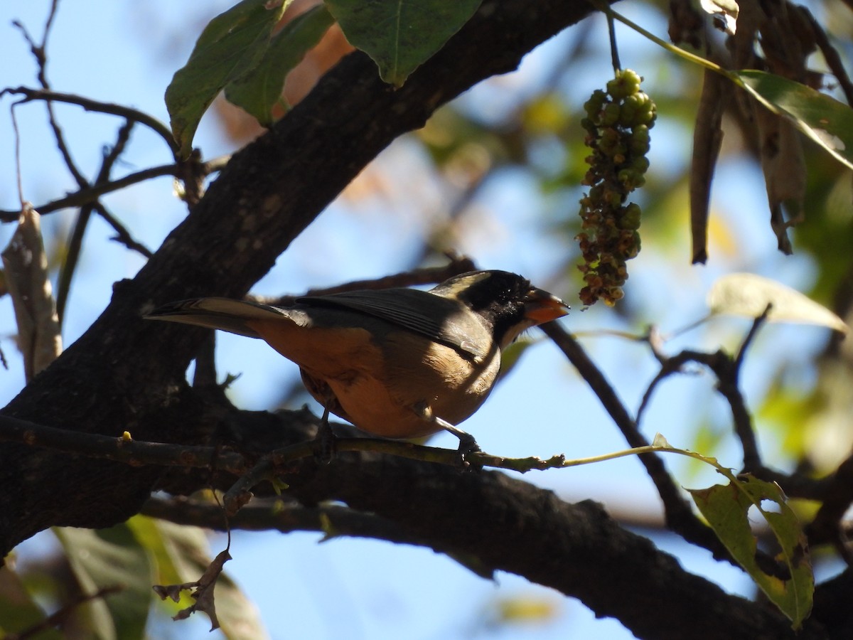 oransjenebbsaltator - ML644928928