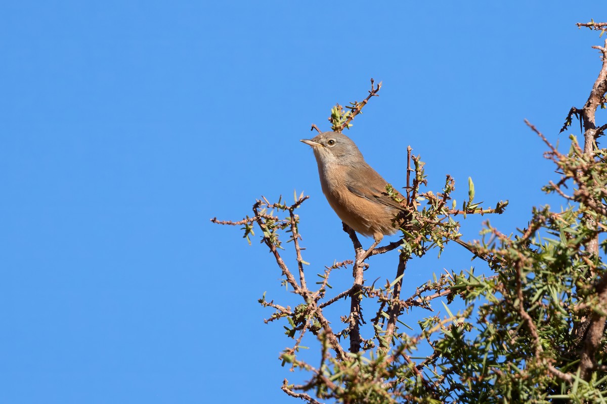 チャバラムシクイ - ML644928929