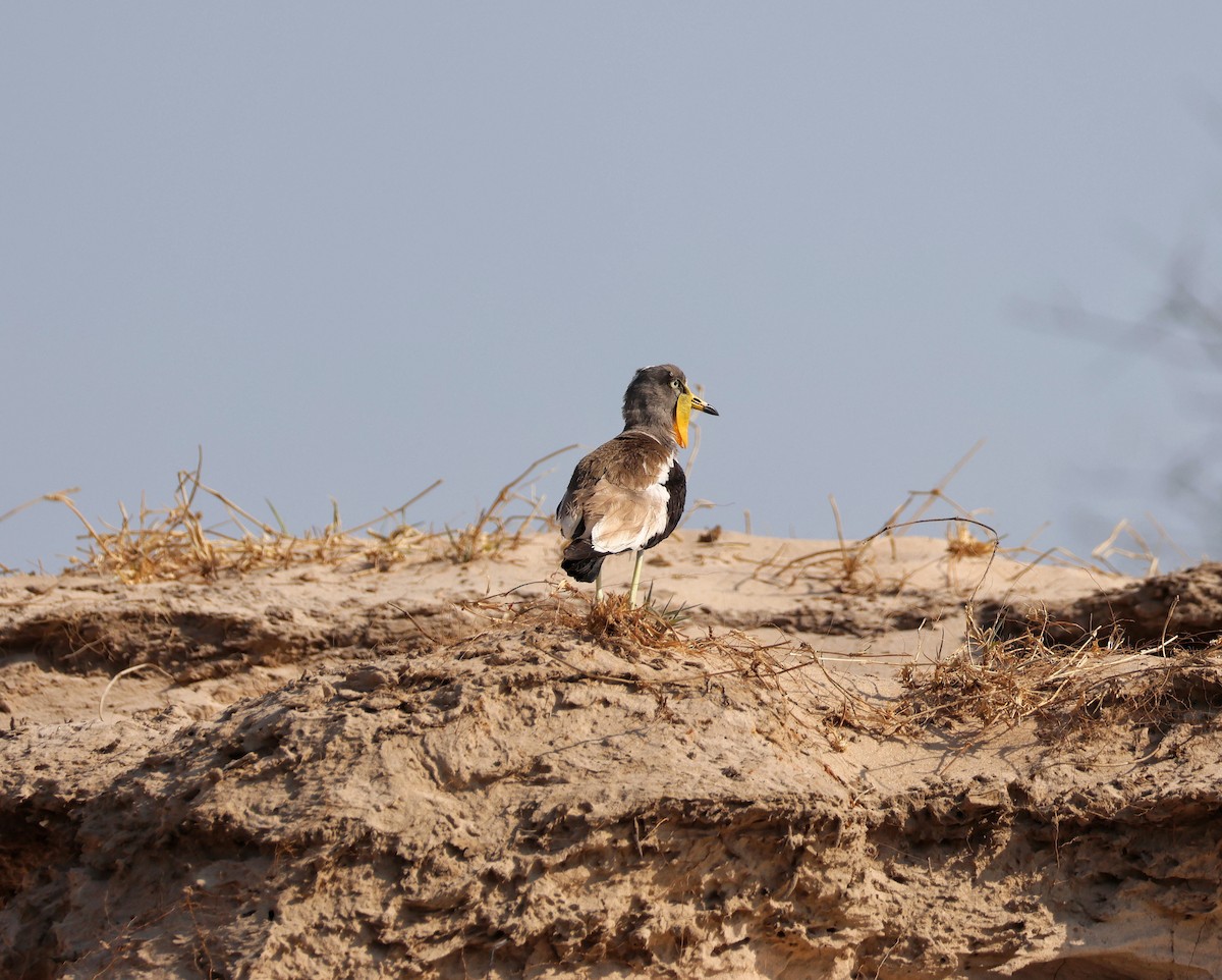 White-crowned Lapwing - ML644928998