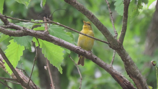 Summer Tanager - ML644929004