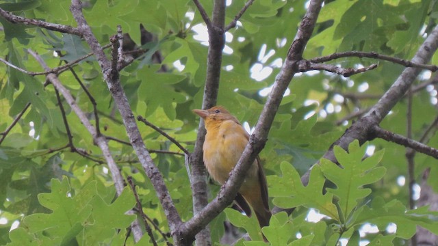 Summer Tanager - ML644929011