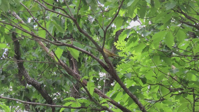 Summer Tanager - ML644929015