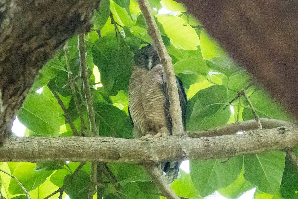 Рыжая иглоногая сова - ML644929039