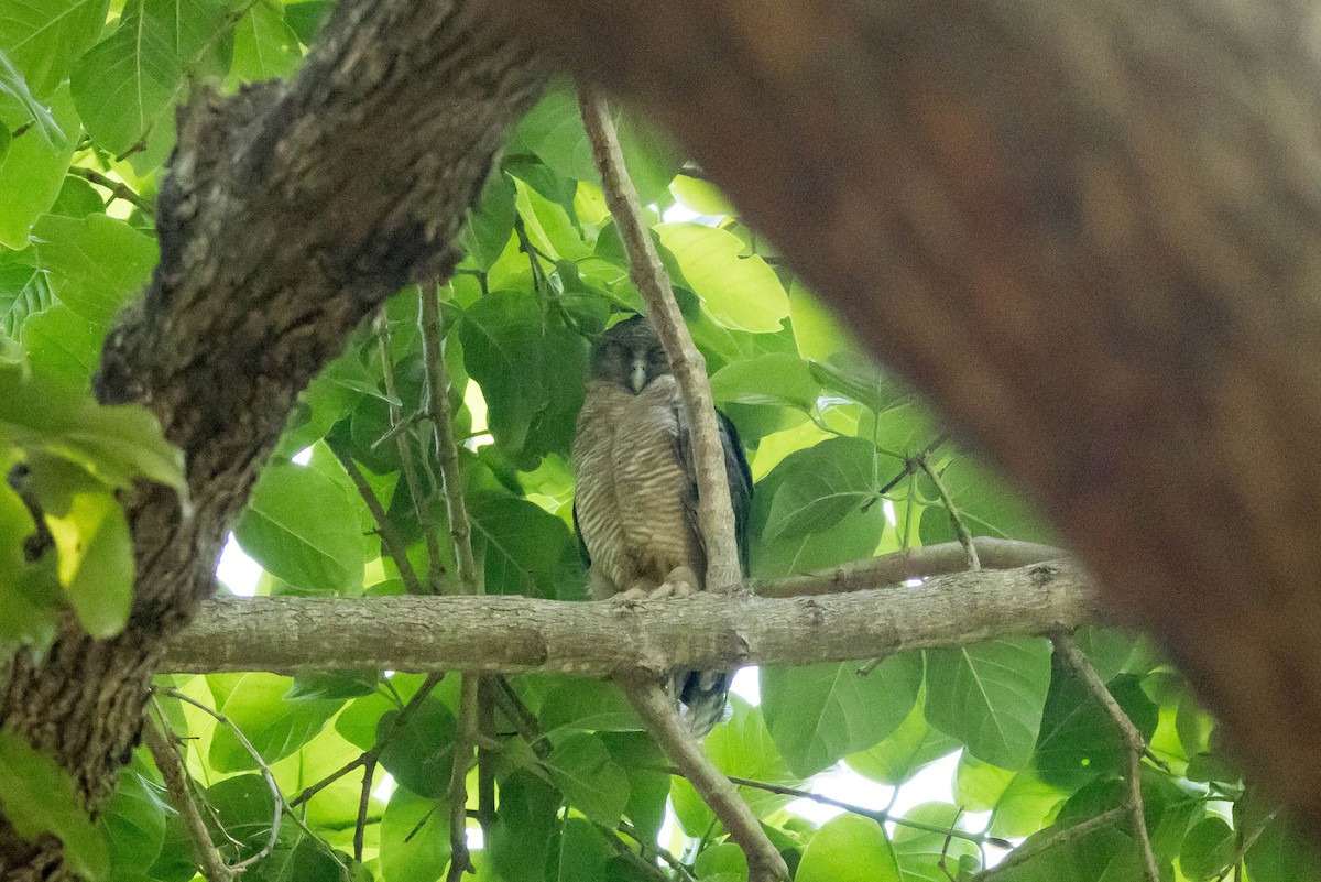 Рыжая иглоногая сова - ML644929040