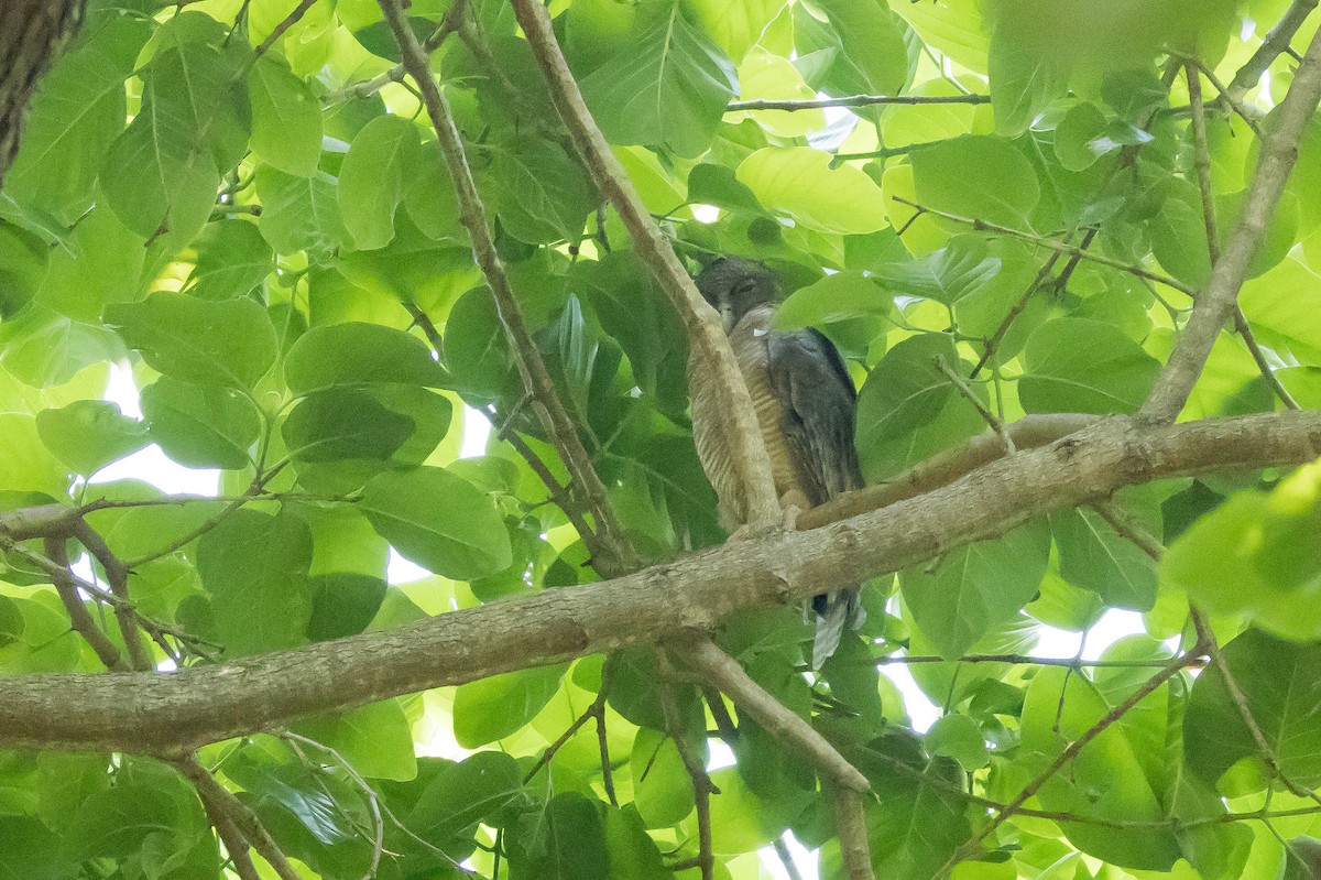 Рыжая иглоногая сова - ML644929041