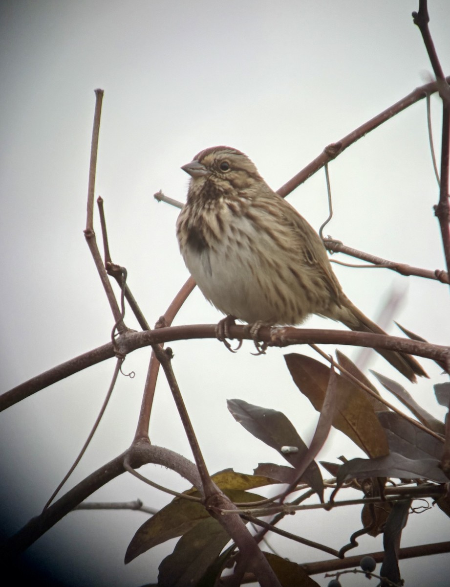 Song Sparrow - ML644929065