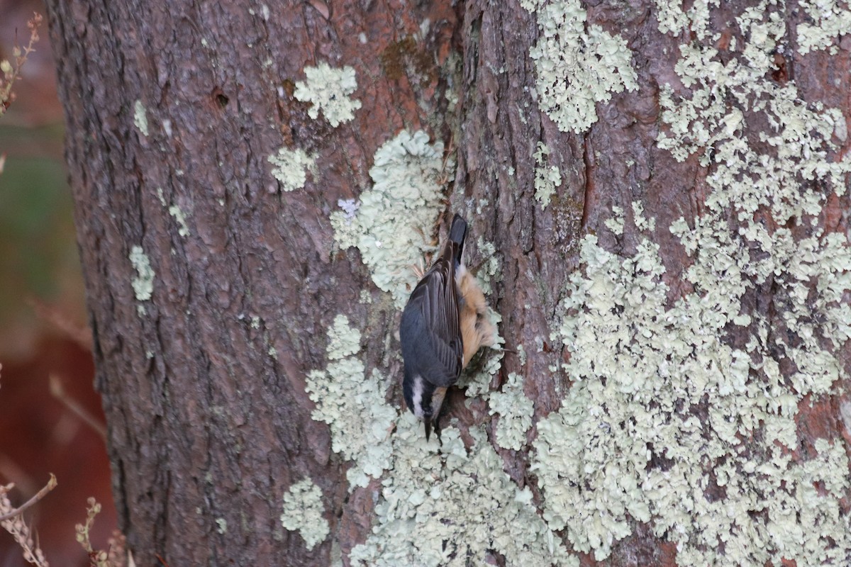 Red-breasted Nuthatch - ML644929067