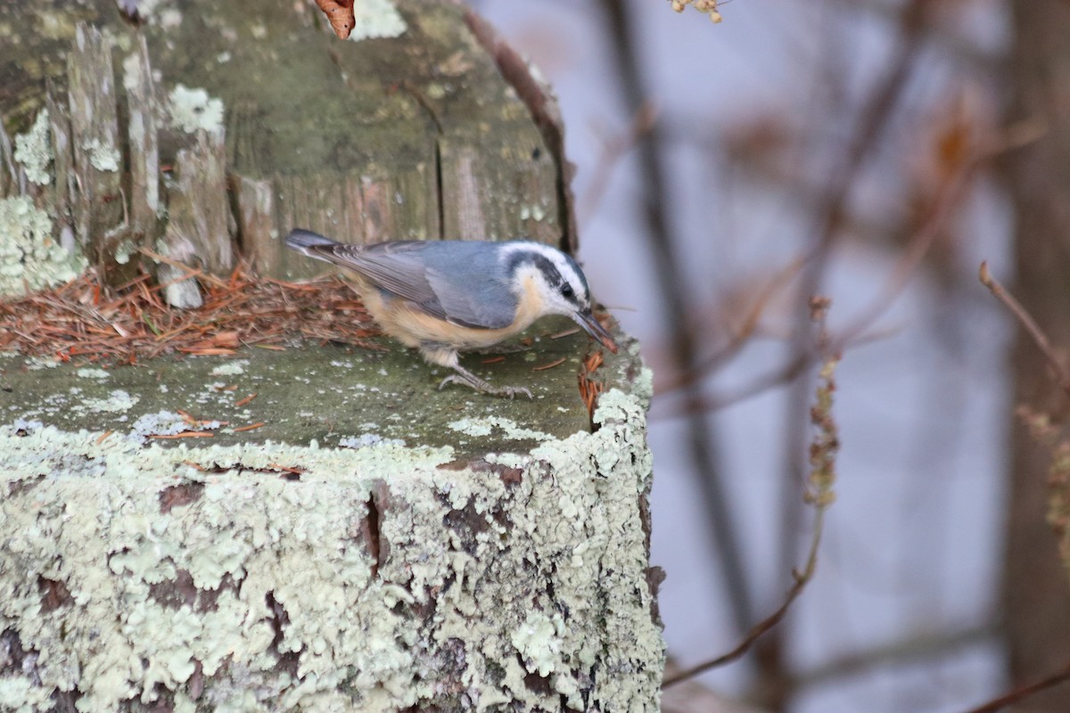 Red-breasted Nuthatch - ML644929082