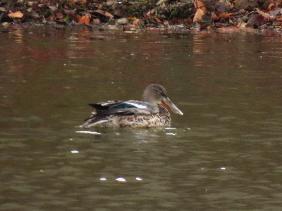 Northern Shoveler - ML644929086