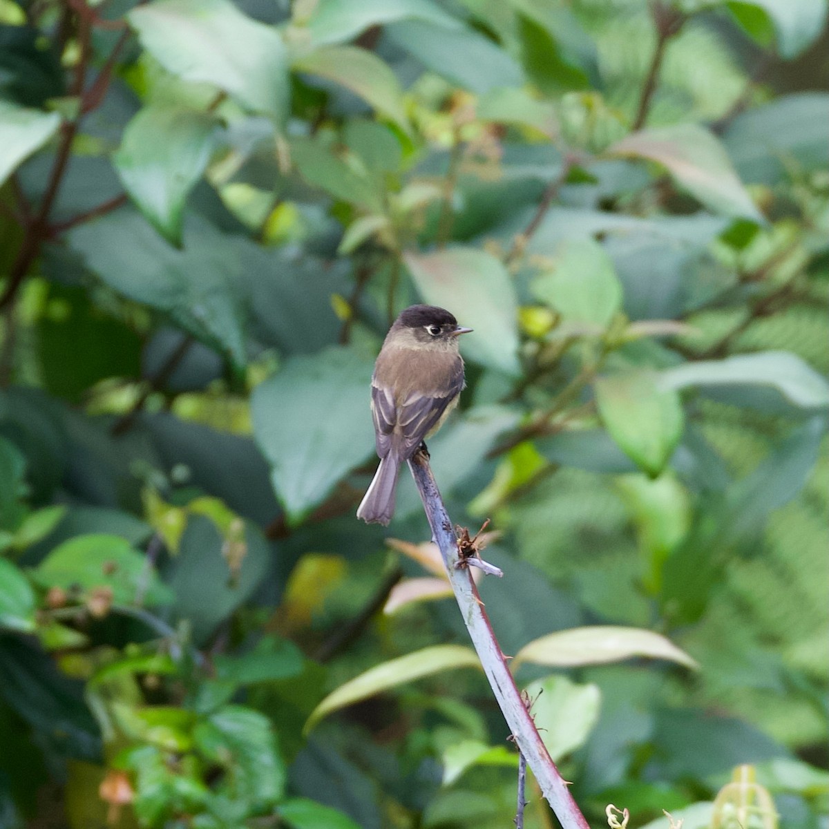 Піві-малюк чорноголовий - ML644929092
