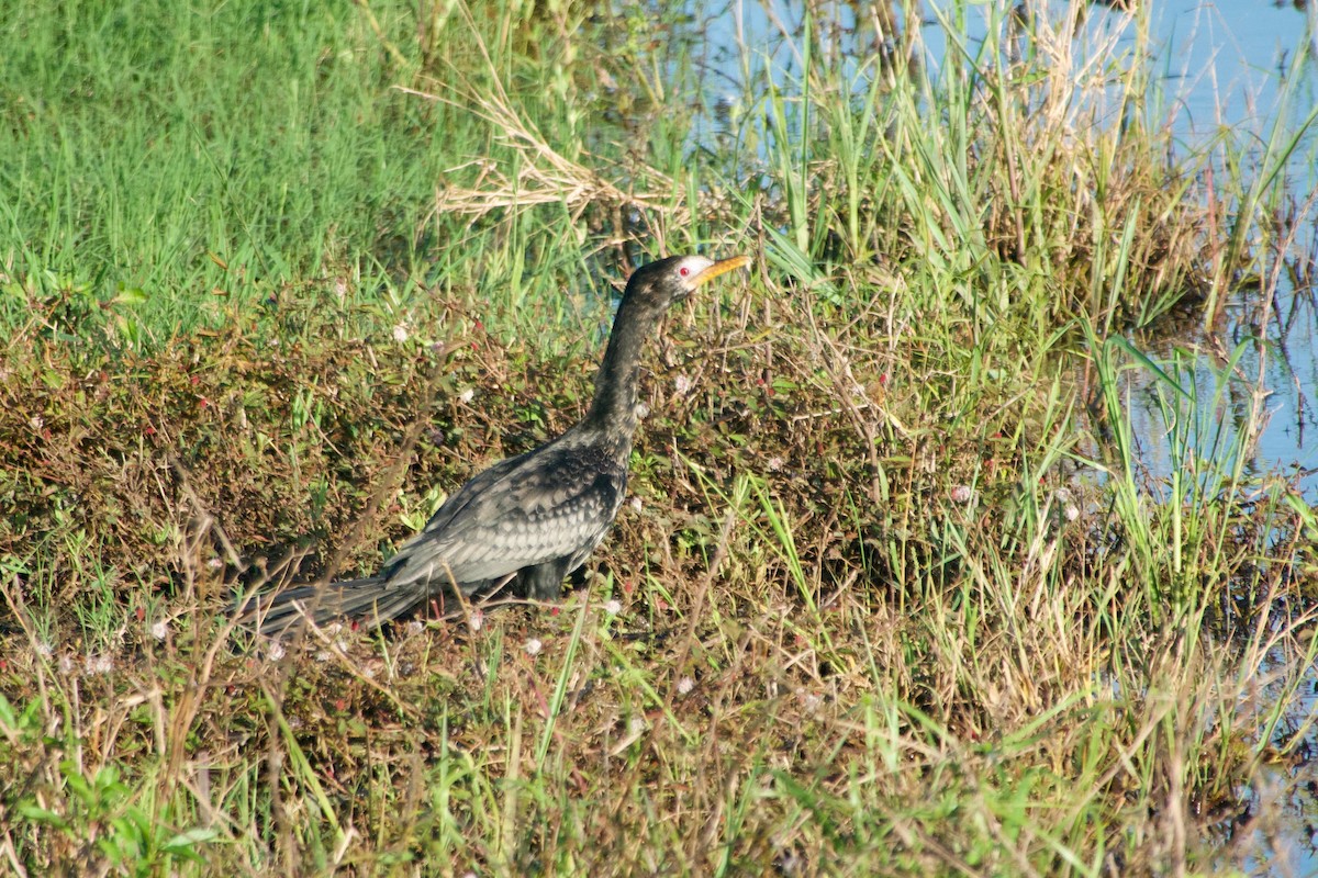 Reed Cormorant - ML644929111