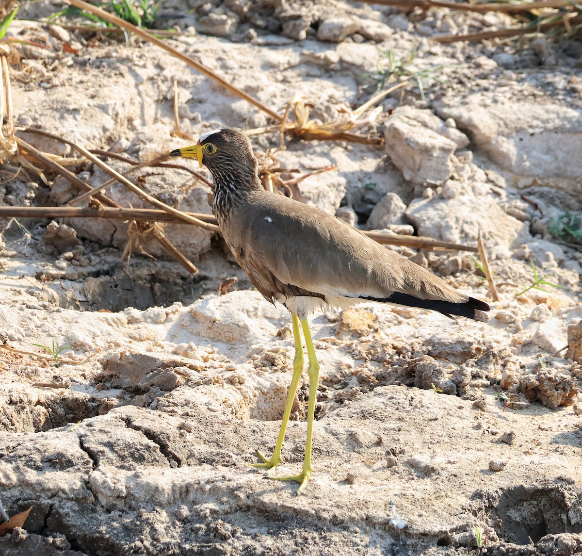 Wattled Lapwing - ML644929112