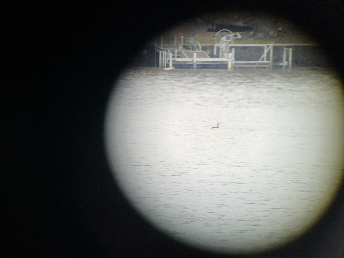 Red-throated Loon - ML644929117