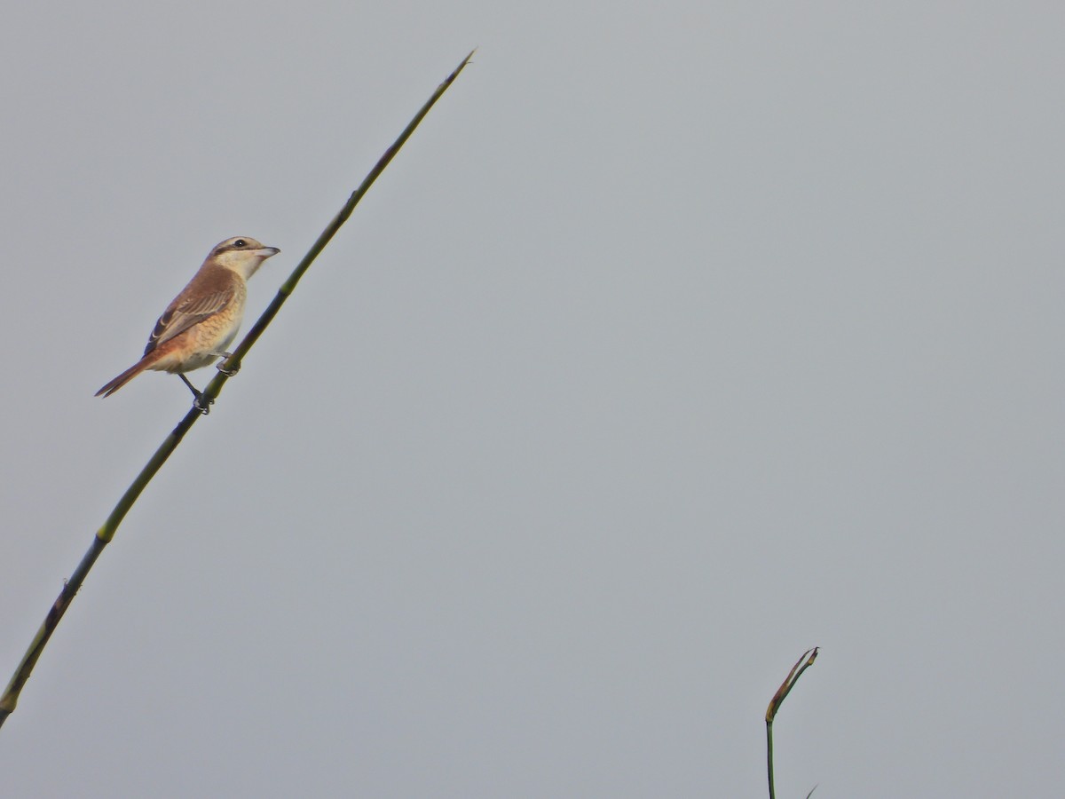 Brown Shrike - ML644929122