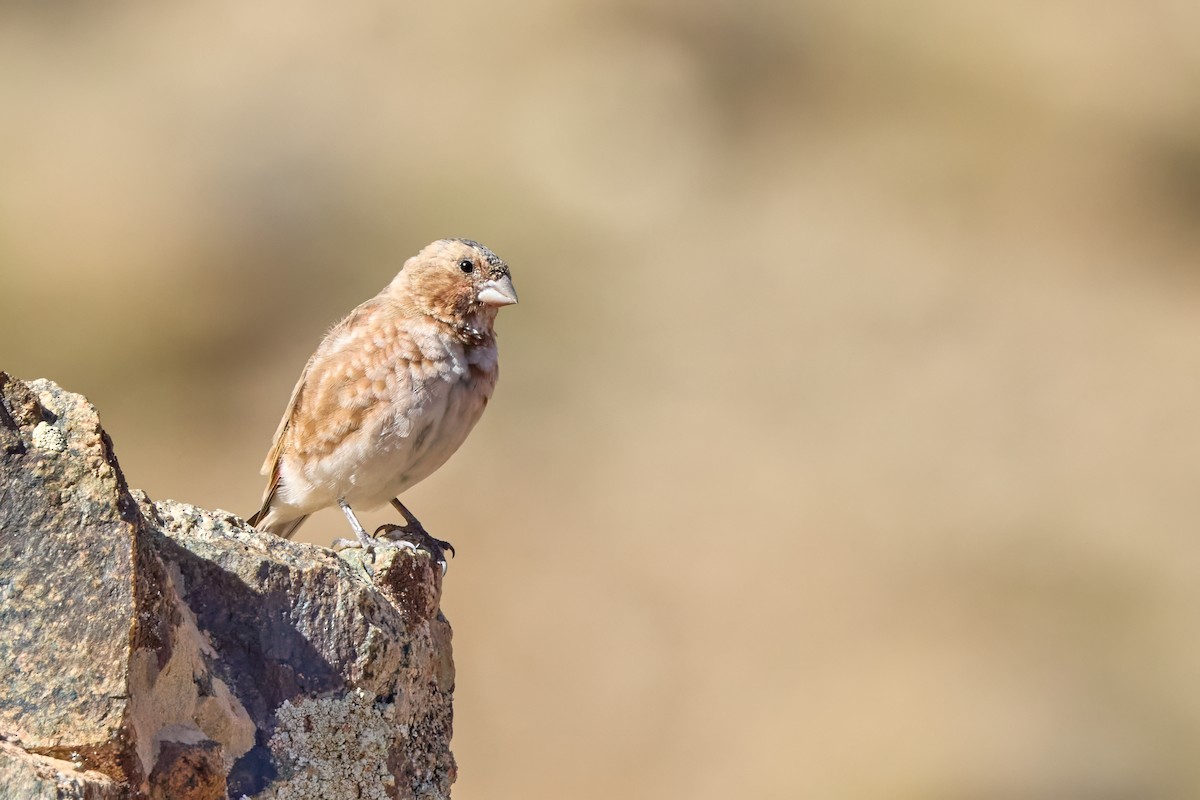 Crimson-winged Finch (African) - ML644929129