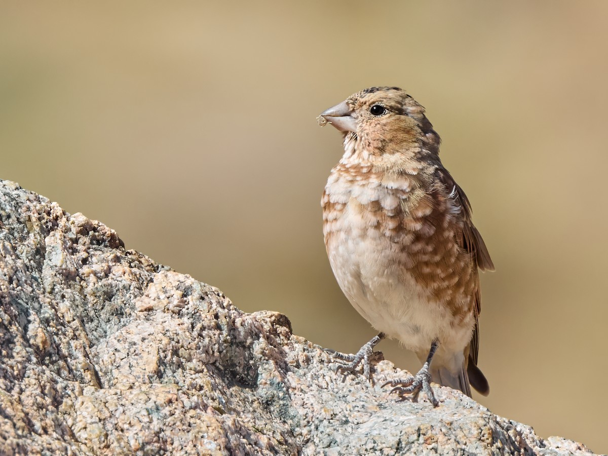 Crimson-winged Finch (African) - ML644929131