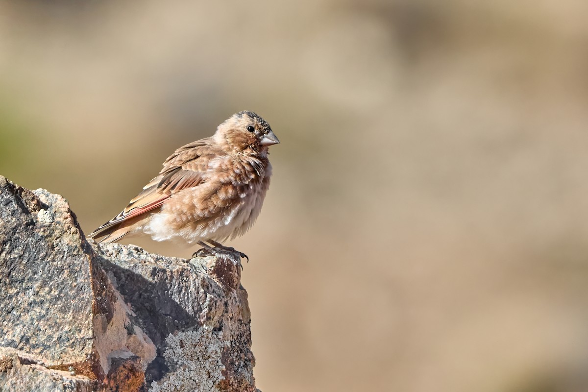 Crimson-winged Finch (African) - ML644929133