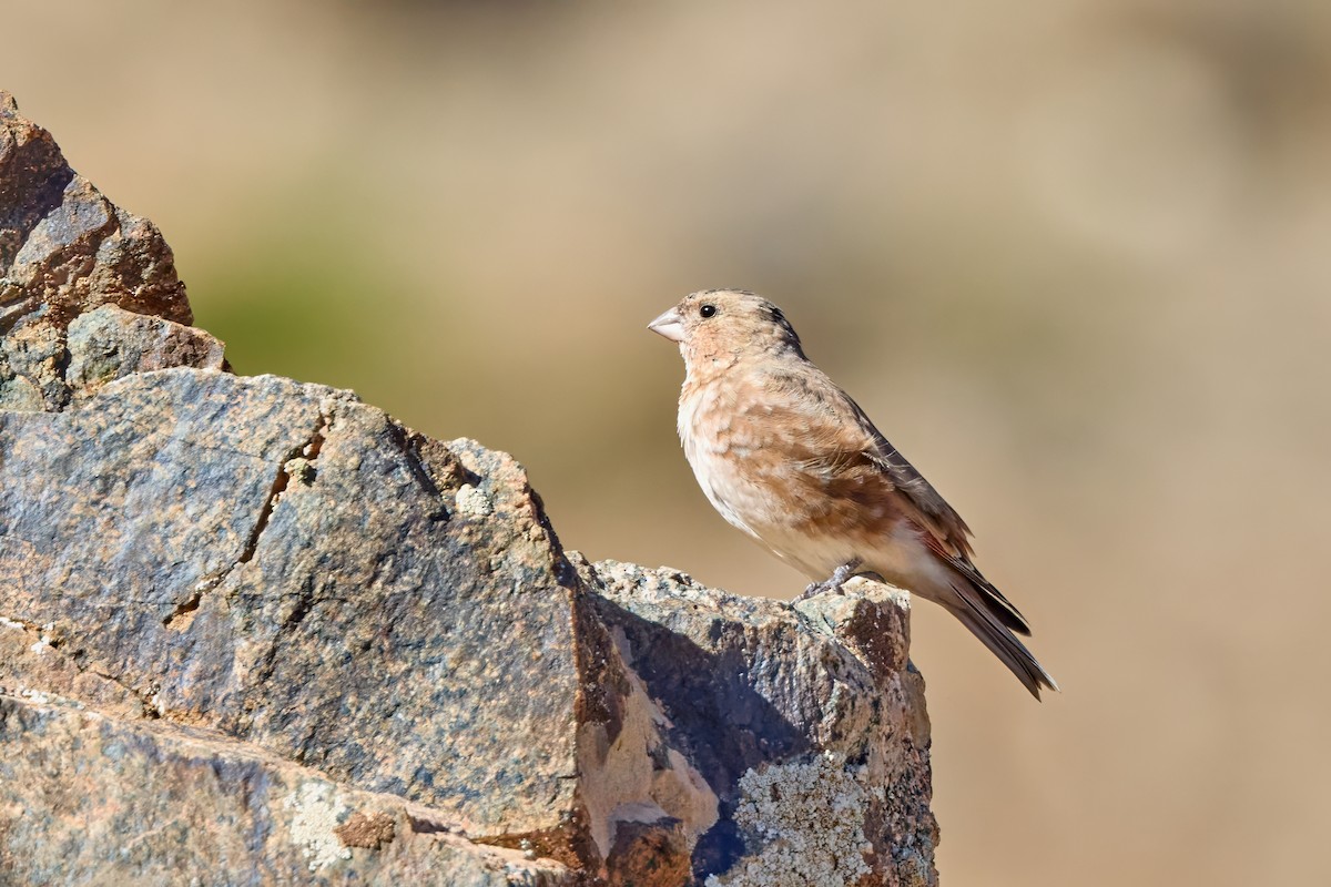 Crimson-winged Finch (African) - ML644929134