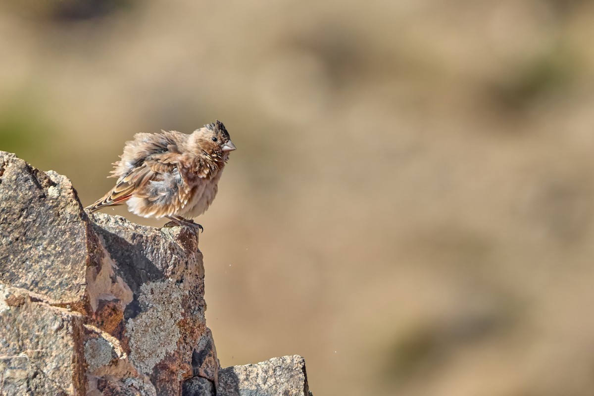 Crimson-winged Finch (African) - ML644929136
