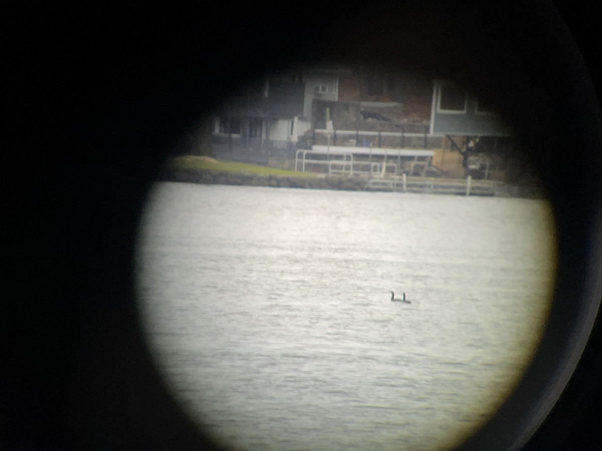 Red-throated Loon - ML644929138