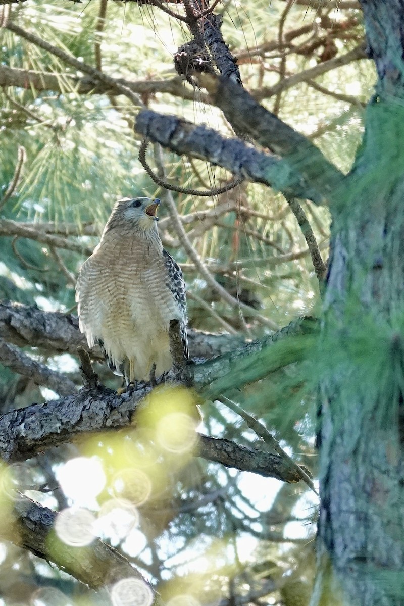 Red-shouldered Hawk - ML644929140