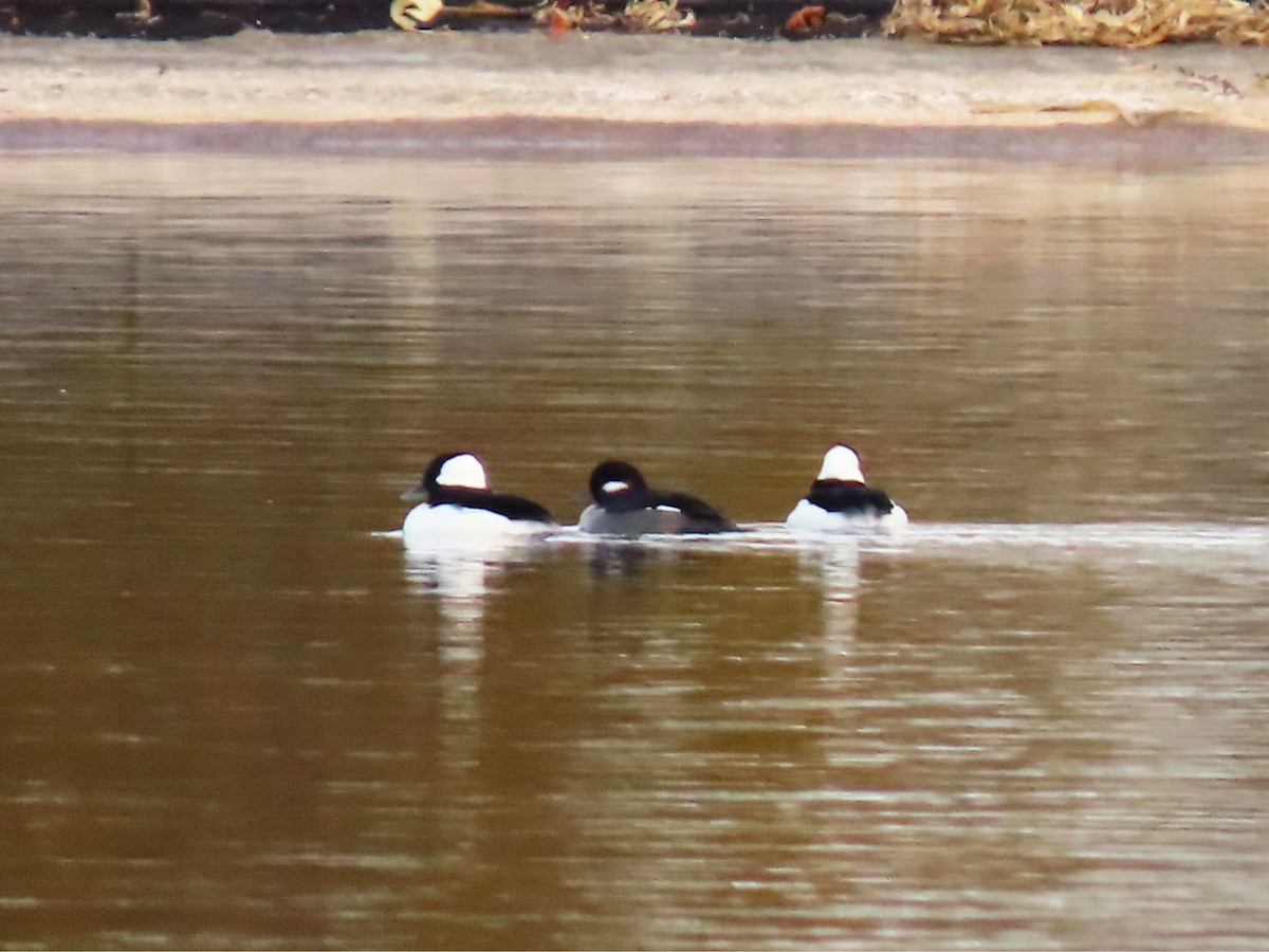 Bufflehead - ML644929142
