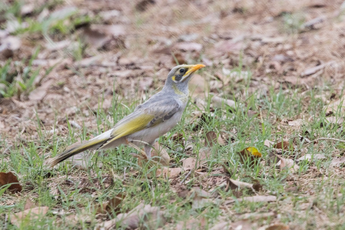 Yellow-throated Miner - ML644929146