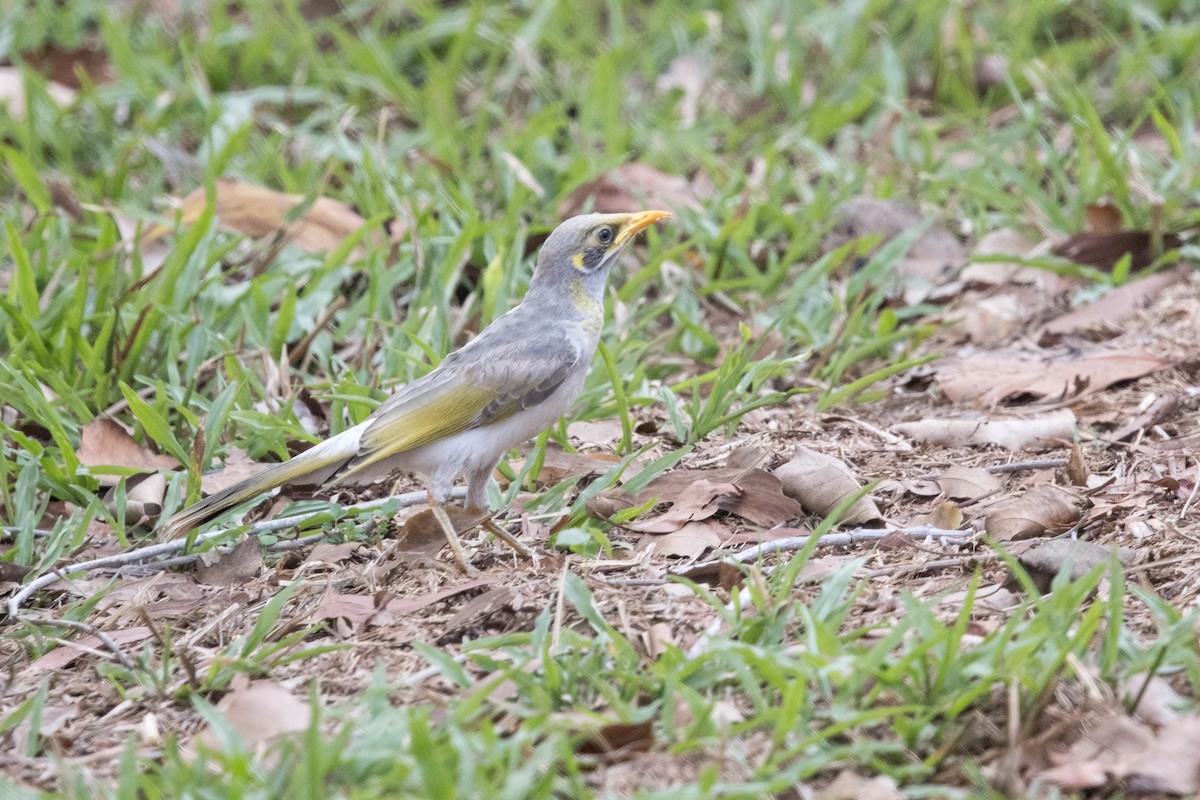 Yellow-throated Miner - ML644929147