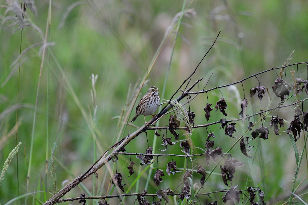 Savannah Sparrow - ML644929148