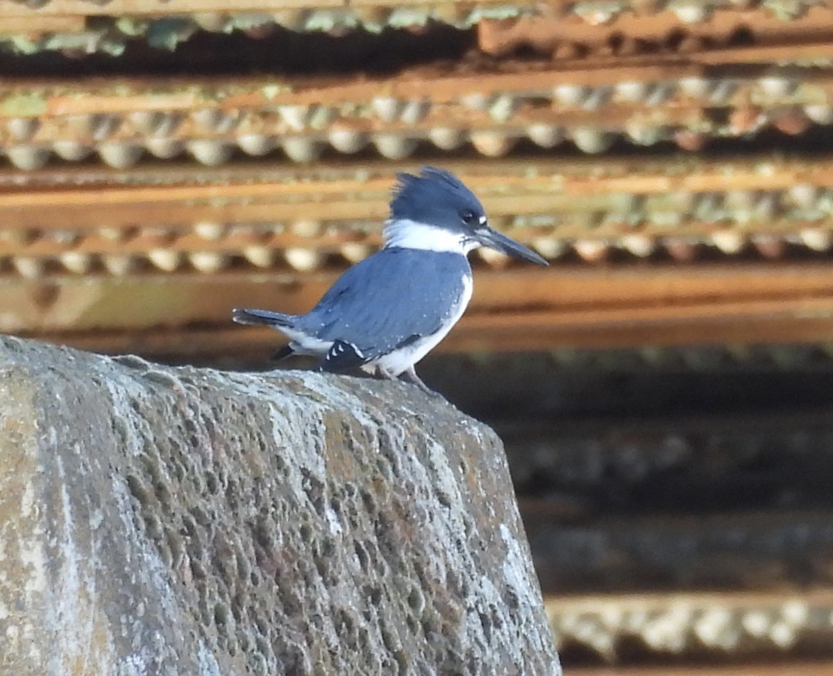 Belted Kingfisher - ML644929149