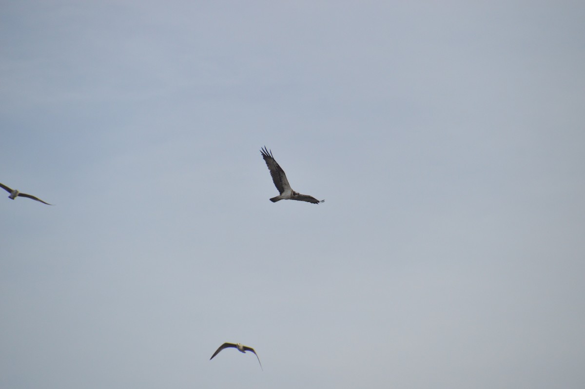 Osprey - ML644929150