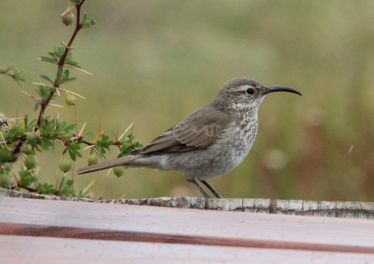 Scale-throated Earthcreeper - ML644929151