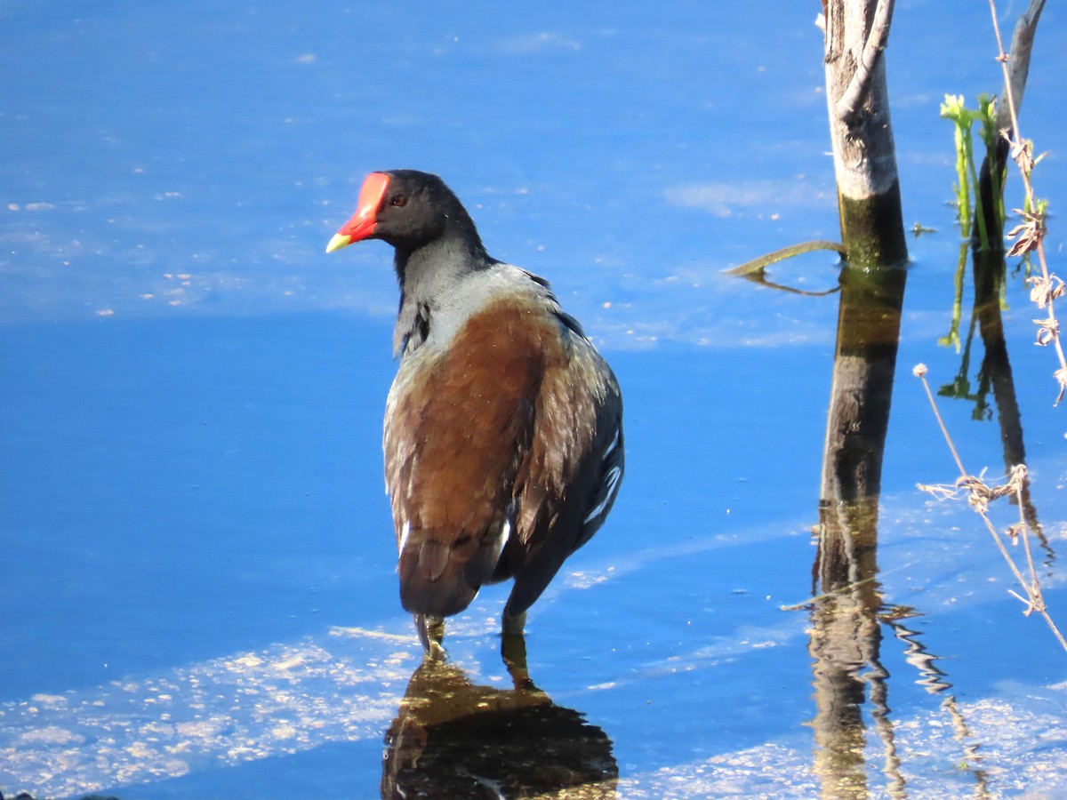 Common Gallinule - ML644929152