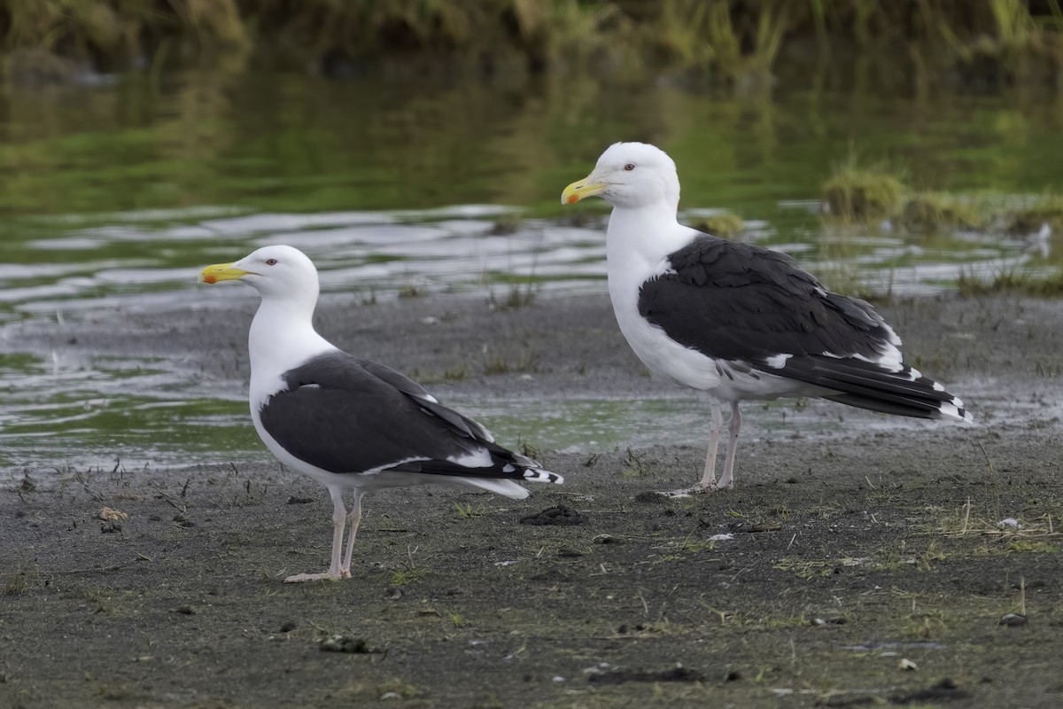 Great Black-backed Gull - ML644929153